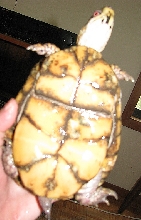 new male