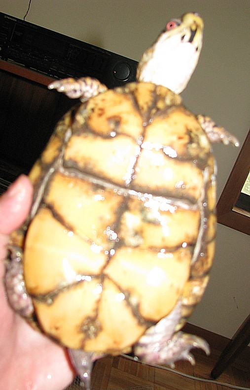 new male