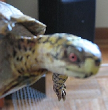 new male