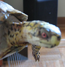 new male