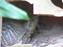 sparky hiding