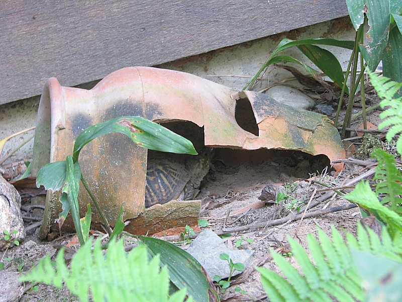 sparky hiding