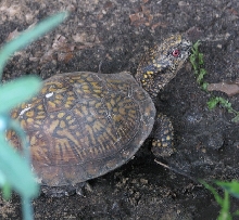 spike
