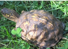 lost turtle