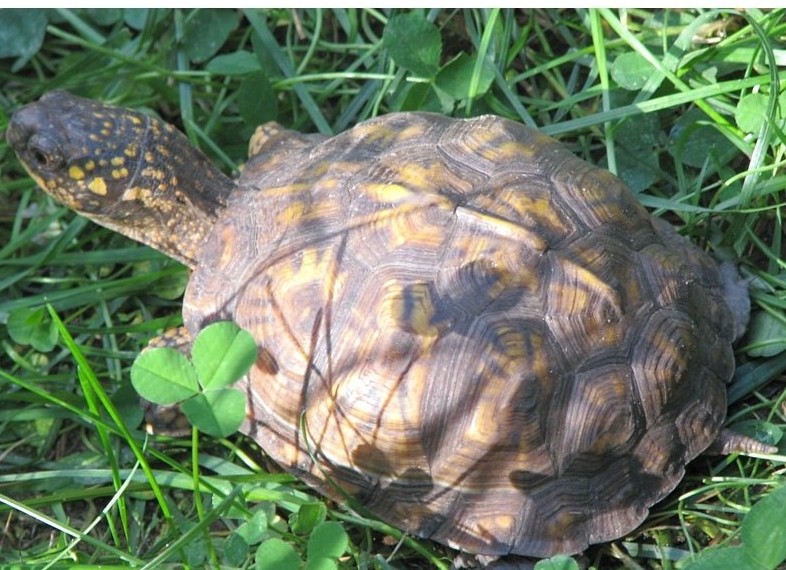lost turtle