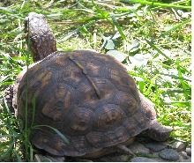 lost turtle 2
