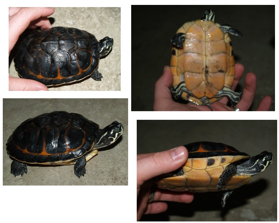 new turtle