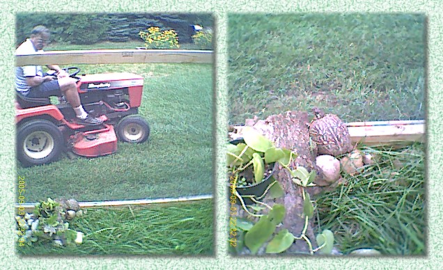 turtle and man watching each other