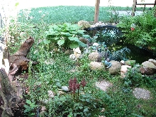 recent pond