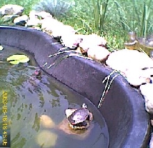 New Pond