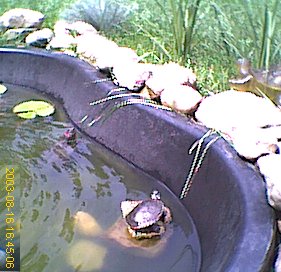New Pond