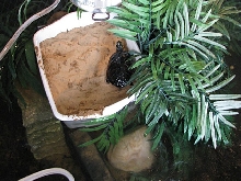 rose basking