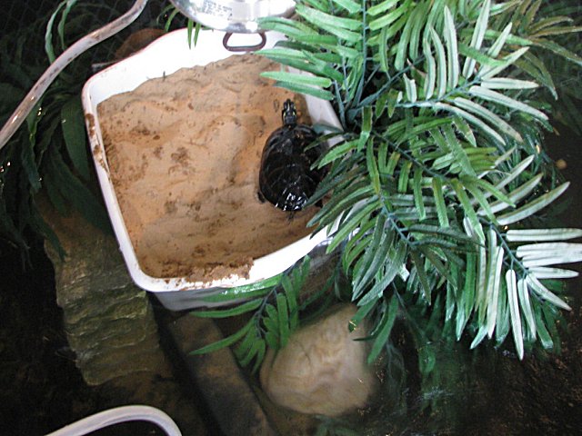 rose basking