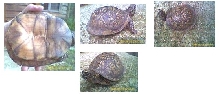 eastern male box