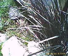 snappy in the grass