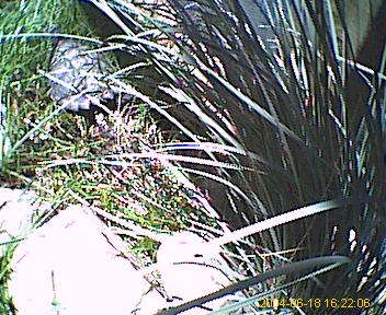 snappy in the grass