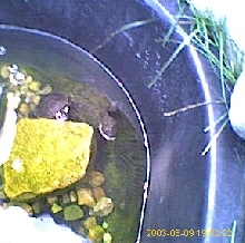 Snappy and Speedy