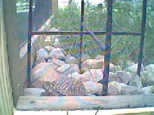 sparky watching the world go by
