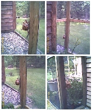Sparky's climbing the walls!