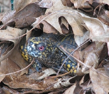 spike in the leaves