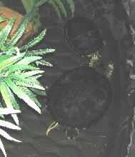 tickling