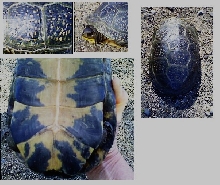 Turtle crossing the road