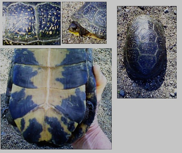 Turtle crossing the road