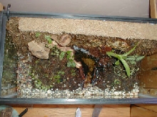 10gal-7