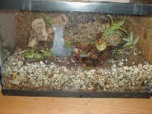 10gal-9