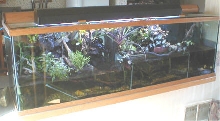 Paludaium 135 gal.