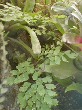 Adiantum capillus veneris