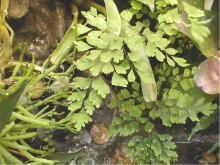 Adiantum capillus veneris