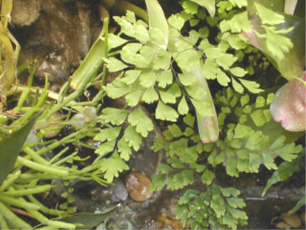 Adiantum capillus veneris