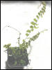 Adiatum caudatum