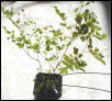 Adiatum capillus veneris
