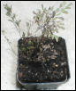 Adiatum tenerum