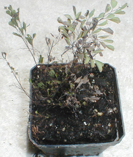 Adiatum tenerum