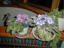African violets