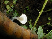 New shroom in 4 year old tank