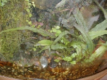 Anubias in Corner Bow