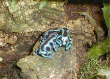 D. auratus slapping contest