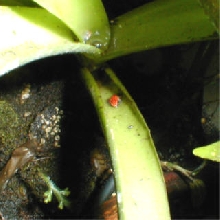 Dendrobates pumilio bastimentos baby