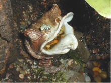 P. terribillis and frog god