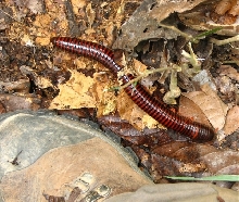 Big assed millipede