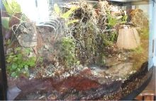 80 gal. bow vivarium