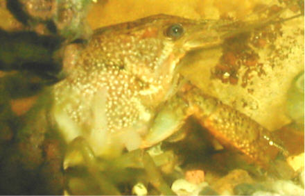 Crayfish with protrusions