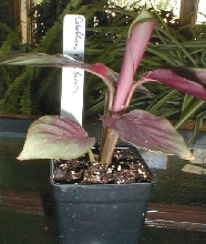 Calathea aurora