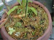Carnivorous plants