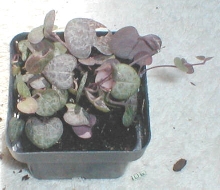 Ceropegia linearis woodii