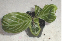 Chamaeranthemum venosum